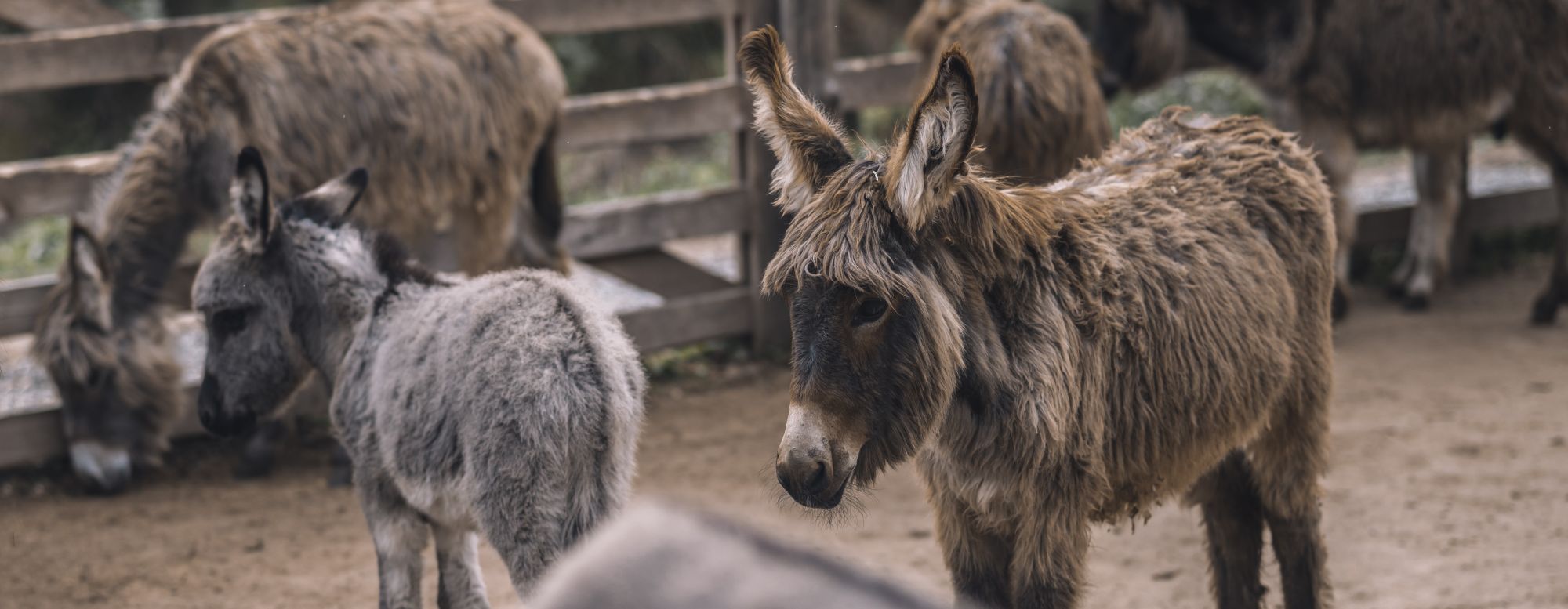 Vétérinaire âne et cheval à Excideuil