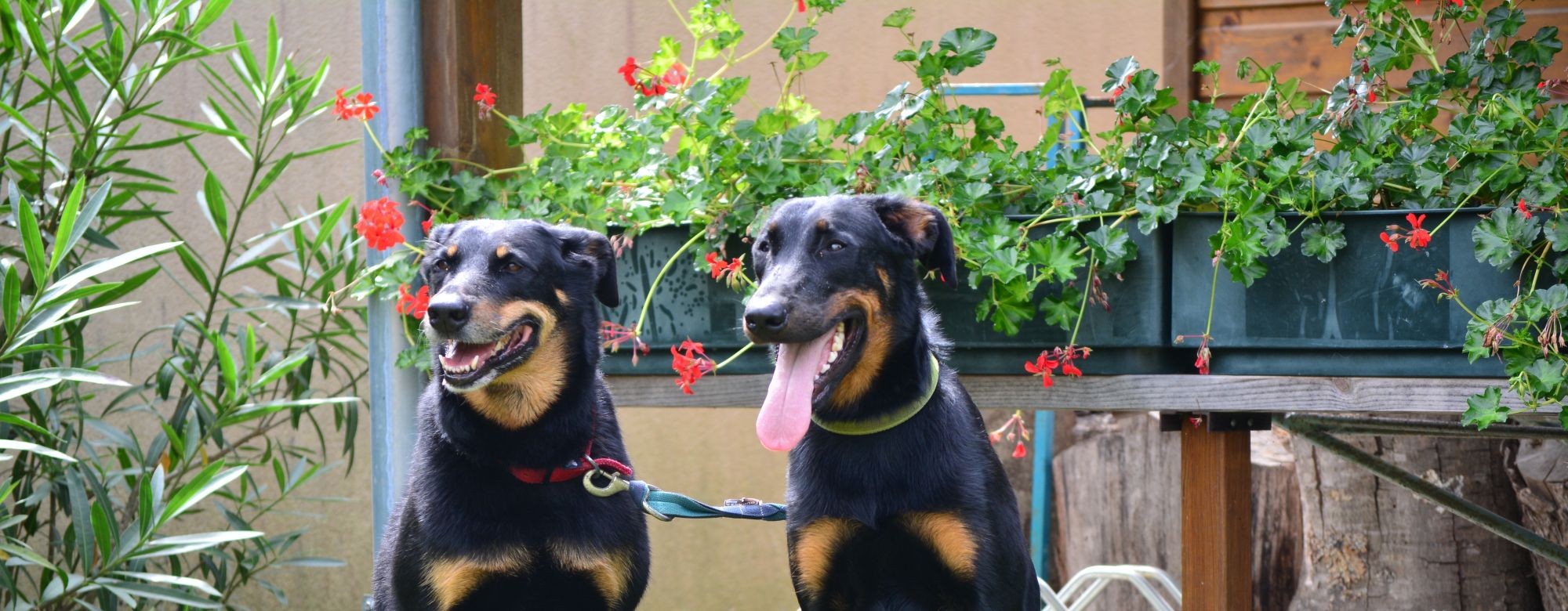 bevet-Vétérinaire chien et chat à Excideuil