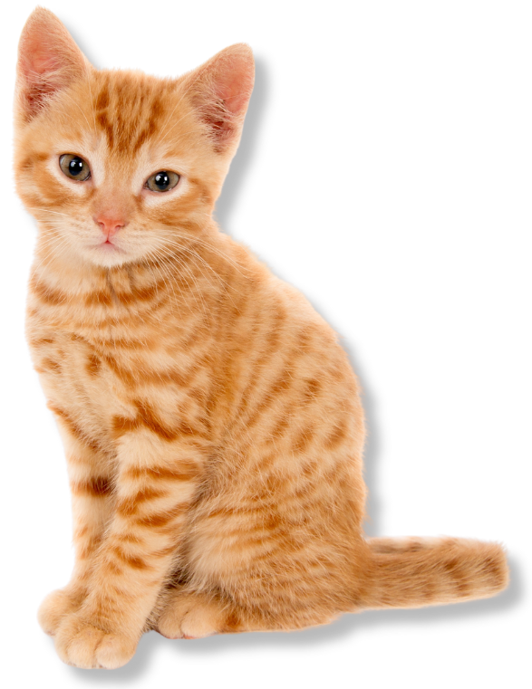 chaton-ombre