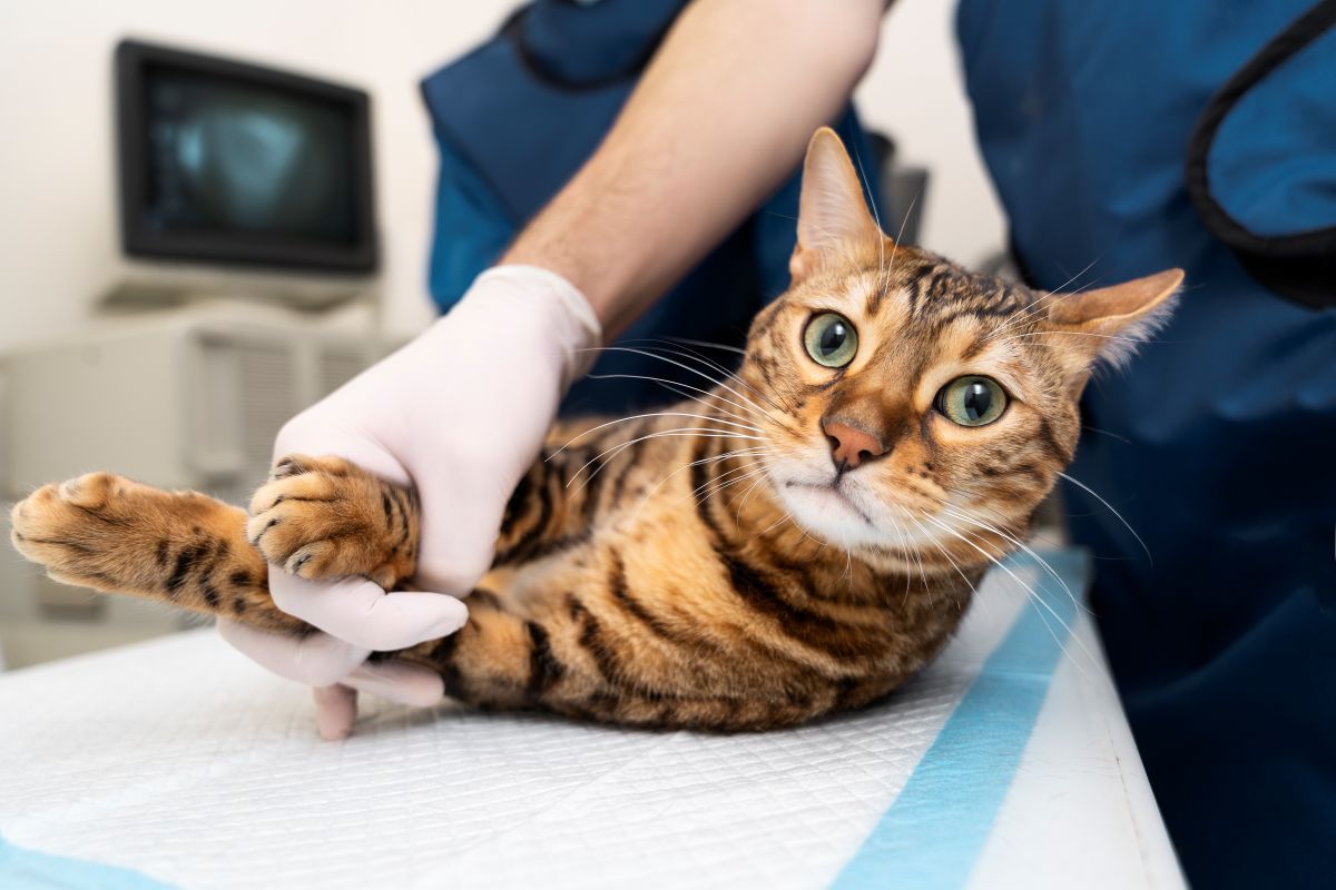 Vétérinaire chien et chat à Excideuil en Dordogne