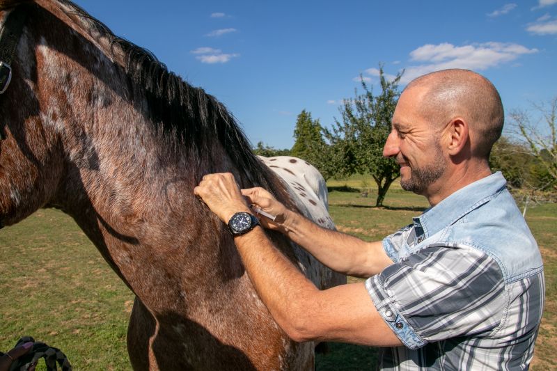 Vaccination chevaux et ânes Excideuil