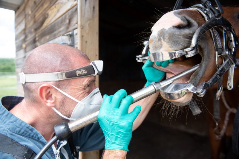 Soins dentaires pour chevaux, poneys et ânes à Excideuil en Dordogne