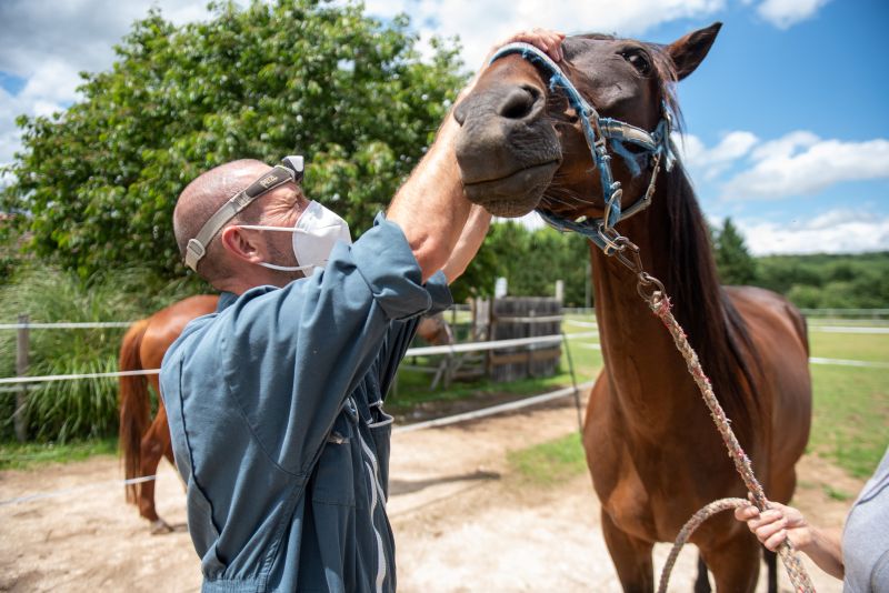 Vétérinaire pour chevaux et ânes à Excideuil en Dordogne