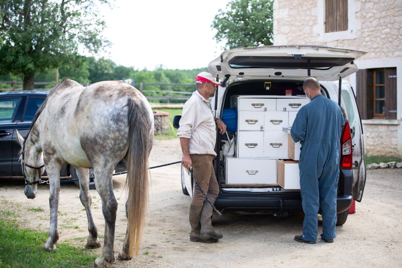 Déplacement vétérinaire pour soins chevaux et ânes à Excideuil en Dordogne